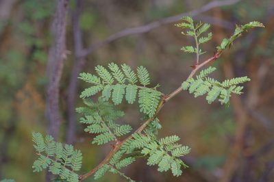 Mimosa aculeaticarpa, photographed by Michelle W. （鍾偉瑋）