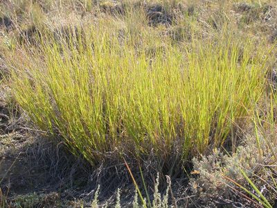Muhlenbergia cuspidata, photographed by Matt Lavin