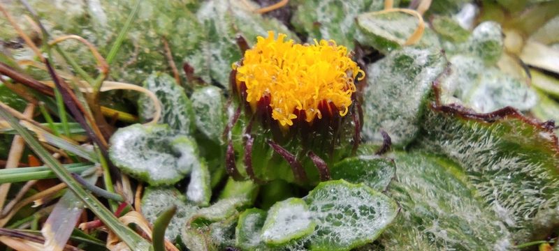 Senecio expansus, photographed by Santiago Martín-Bravo