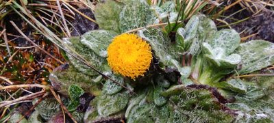 Senecio expansus, photographed by Santiago Martín-Bravo