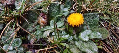 Senecio expansus, photographed by Santiago Martín-Bravo