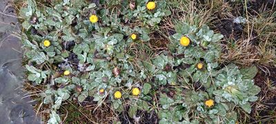 Senecio expansus, photographed by Santiago Martín-Bravo