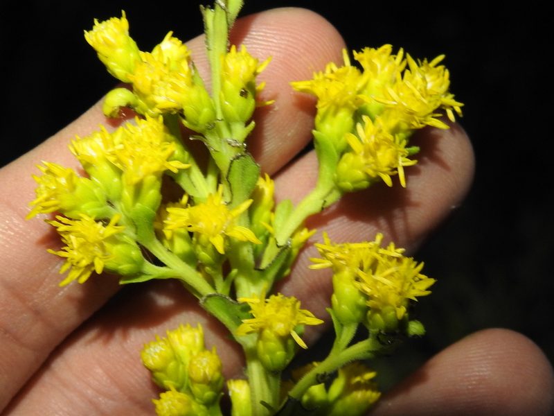 Solidago rigida, photographed by Sam Kieschnick