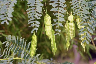 Sesbania drummondii, photographed by Michelle W. （鍾偉瑋）
