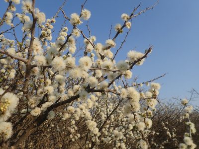 Senegalia mellifera, photographed by Ryan van Huyssteen