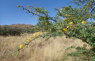 Vachellia erioloba, photographed by Ryan van Huyssteen