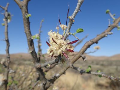 Senegalia mellifera, photographed by Ryan van Huyssteen