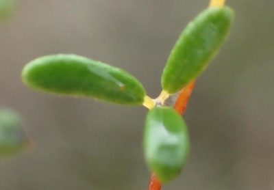 Indigofera semota, photographed by Nicola van Berkel