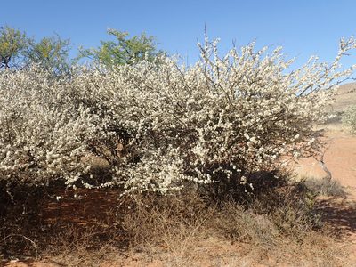 Senegalia mellifera, photographed by Ryan van Huyssteen