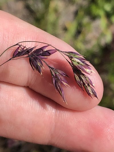 Vahlodea atropurpurea, photographed by Jared Shorma