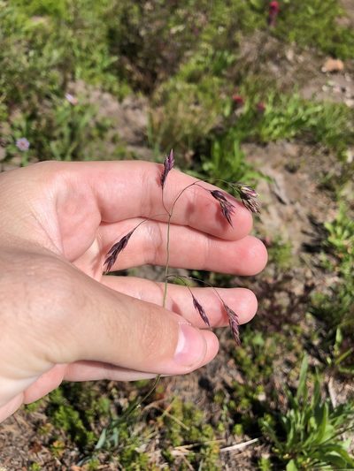 Vahlodea atropurpurea, photographed by Jared Shorma