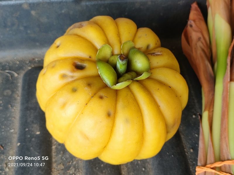 Garcinia atroviridis, photographed by Ong Jyh Seng