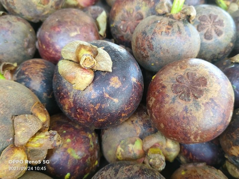 Garcinia mangostana, photographed by Ong Jyh Seng