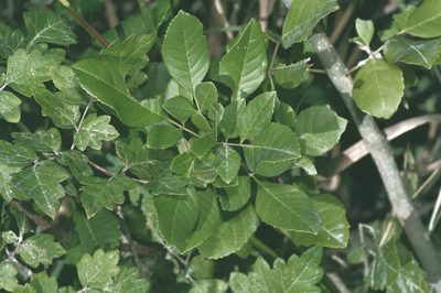 Fraxinus albicans, photographed by Michelle W. （鍾偉瑋）