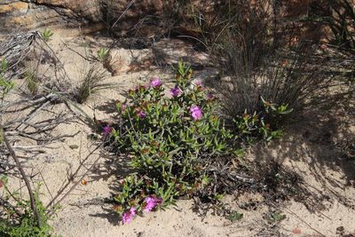 Ruschia dichroa, photographed by Tony Rebelo