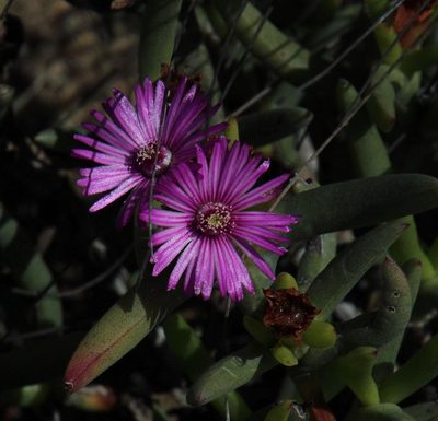 Ruschia dichroa, photographed by Tony Rebelo
