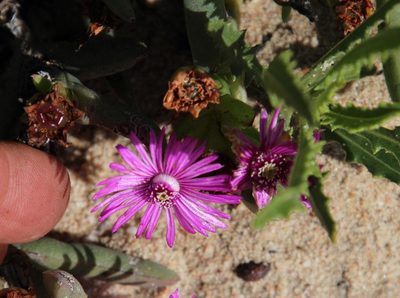Ruschia dichroa, photographed by Tony Rebelo