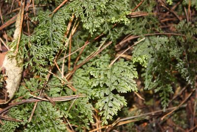 Hymenophyllum sanguinolentum, photographed by Joe Dillon