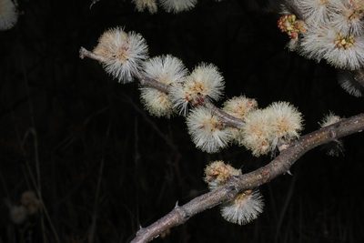 Senegalia mellifera, photographed by Ryan van Huyssteen
