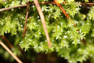Plagiochila trispicata, photographed by Joe Dillon