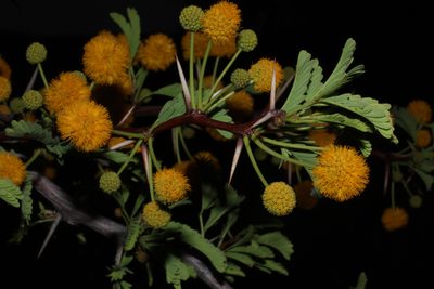 Vachellia erioloba, photographed by Ryan van Huyssteen