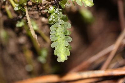 Achrophyllum dentatum, photographed by Joe Dillon