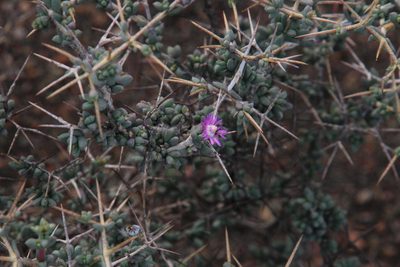 Ruschia cradockensis, photographed by Tony Rebelo