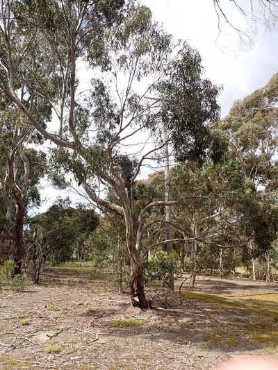 Eucalyptus leucoxylon, photographed by Nina Kerr