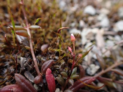Calandrinia calyptrata, photographed by Nina Kerr