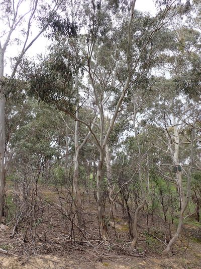 Eucalyptus leucoxylon, photographed by Nina Kerr