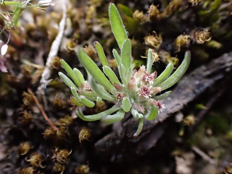 Gnaphalium indutum, photographed by Nina Kerr