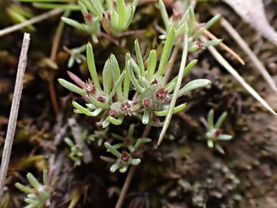 Gnaphalium indutum, photographed by Nina Kerr