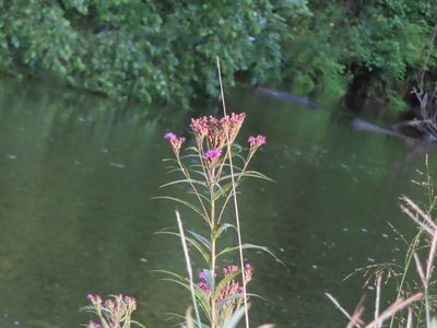 Vernonia fasciculata, photographed by Eric Schmidt