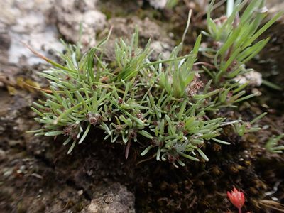 Gnaphalium indutum, photographed by Nina Kerr