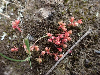 Crassula decumbens, photographed by Nina Kerr