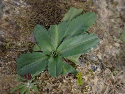 Solenogyne dominii, photographed by Nina Kerr