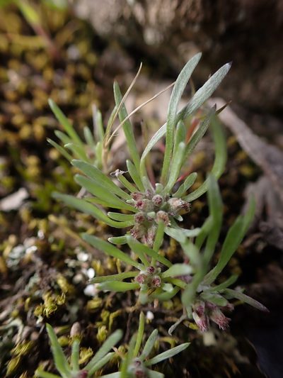 Gnaphalium indutum, photographed by Nina Kerr