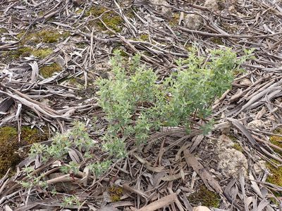 Chenopodium parabolicum, photographed by Nina Kerr