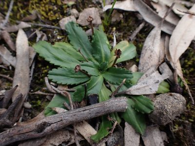 Solenogyne dominii, photographed by Nina Kerr