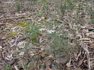 Brachyscome multifida, photographed by Nina Kerr