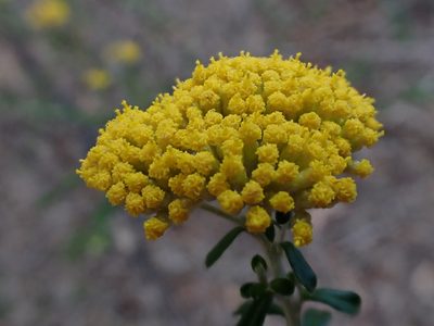 Ozothamnus obcordatus, photographed by Nina Kerr