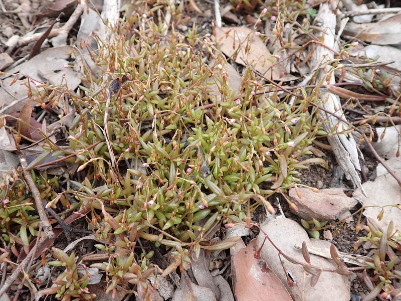 Calandrinia calyptrata, photographed by Nina Kerr