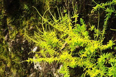Peperomia galioides, photographed by Daniel Mesa