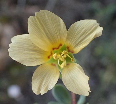 Roepera debilis, photographed by Nicola van Berkel