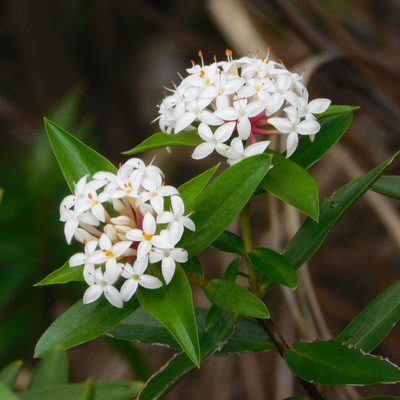 Pimelea longifolia, photographed by Stephen Thorpe
