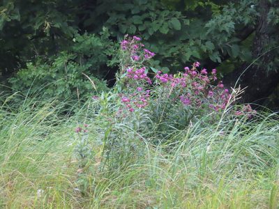 Vernonia fasciculata, photographed by Eric Schmidt