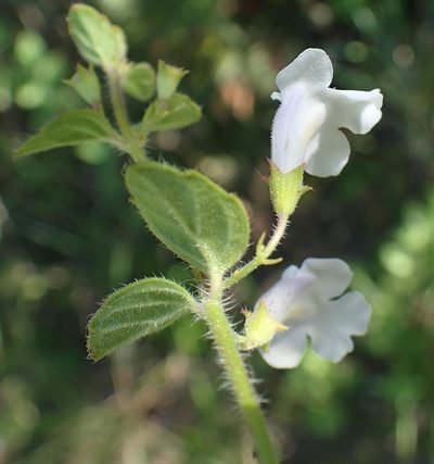 Killickia pilosa, photographed by Peter Warren