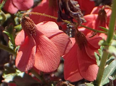 Hermannia grandiflora, photographed by Nicola van Berkel