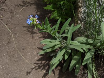 Hackelia velutina, photographed by Zac Peterson