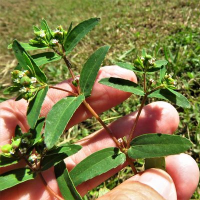 Euphorbia nutans, photographed by Annika Lindqvist